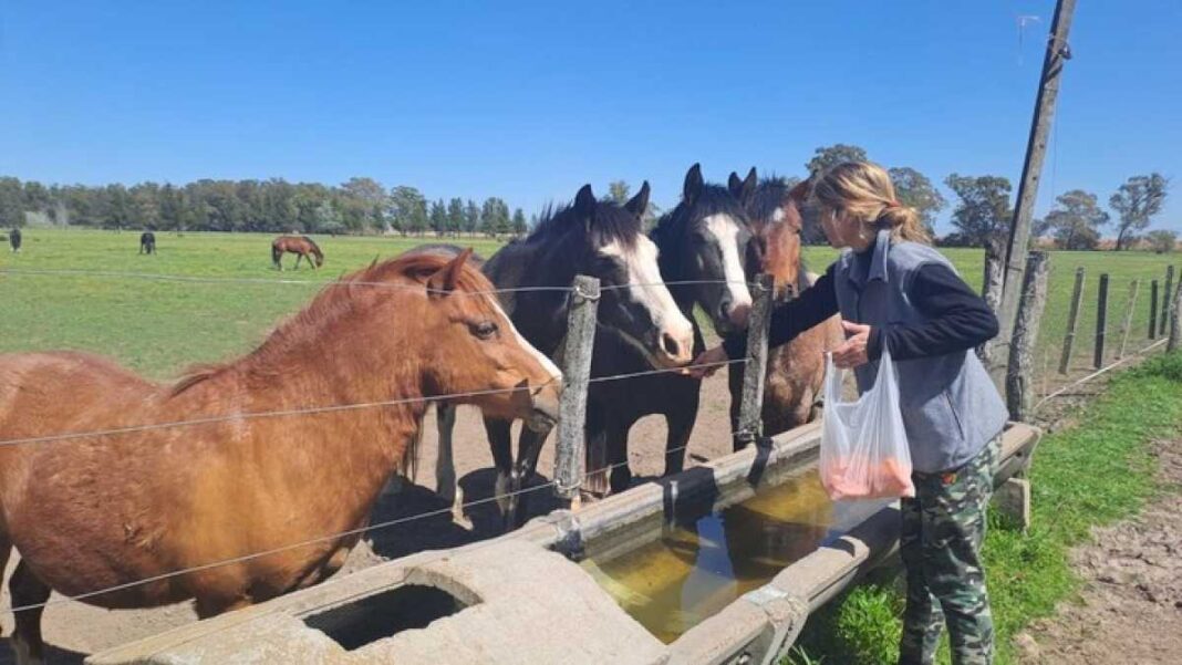 la-dama-de-los-caballos:-la-curiosa-historia-de-la-empleada-judicial-que-armo-un-santuario-y-ya-rescato-26-animales-maltratados