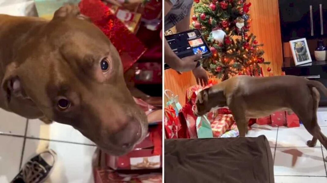 el-perro-de-una-familia-quiso-abrir-su-regalo-de-navidad-antes-de-medianoche-y-se-indigno-con-sus-duenos