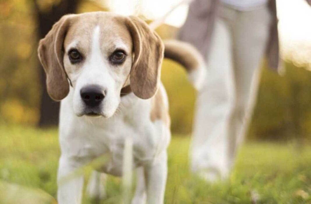 una-mujer-ataco-a-su-vecina-con-un-cuchillo-en-medio-de-una-discusion-por-un-perro