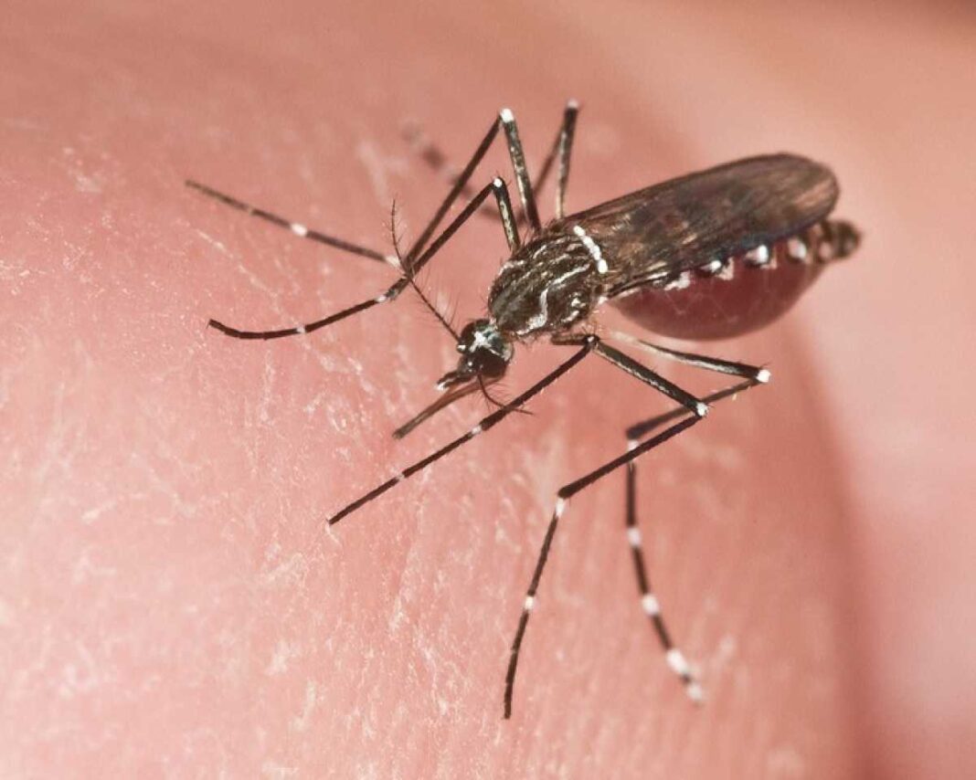 dengue-o-covid?:-sintomas-clave-para-identificarlos-y-que-hacer-en-cada-caso