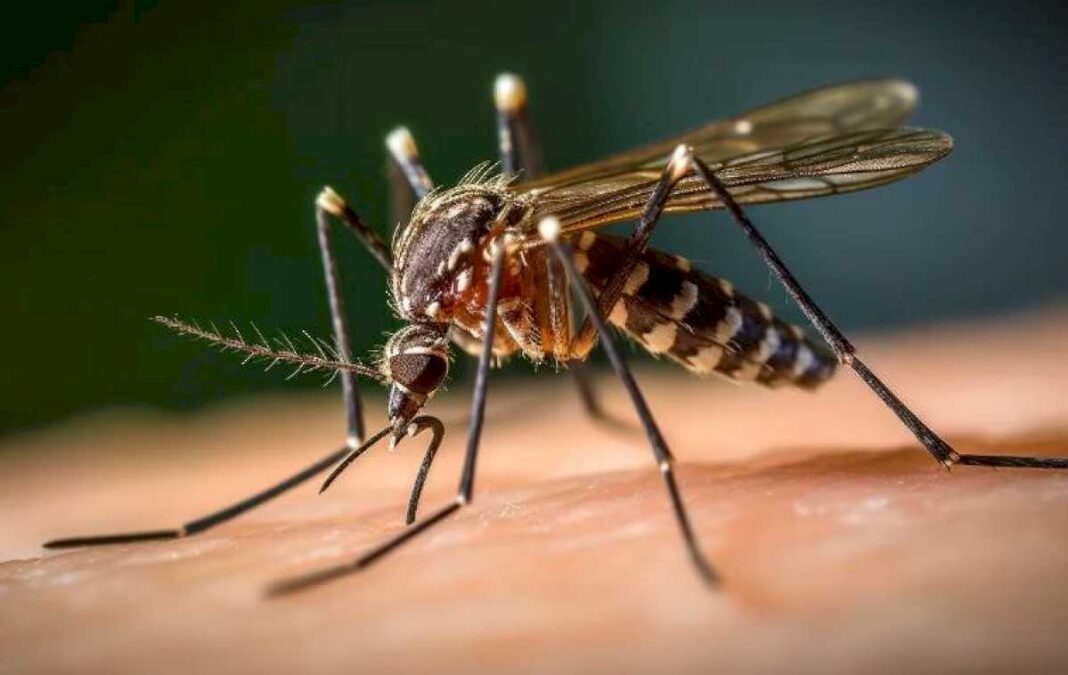 dengue:-reportan-la-tercera-muerte-en-entre-rios