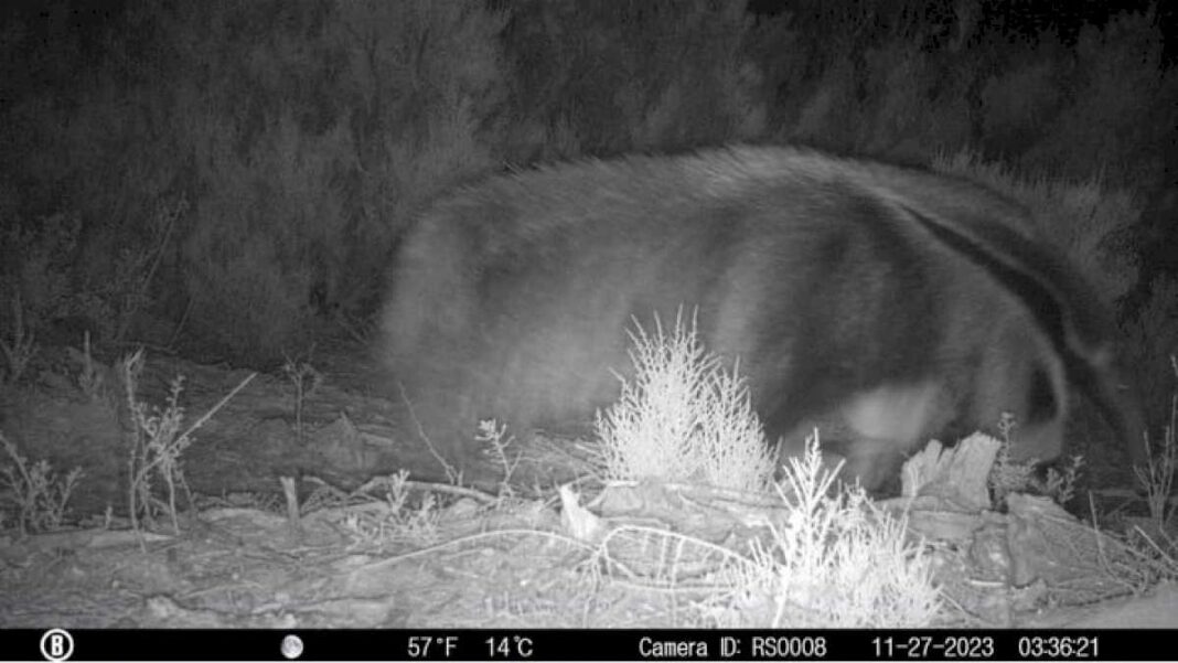 sorpresa-en-cordoba-por-la-aparicion-de-un-oso-hormiguero,-una-especie-catalogada-como-vulnerable-que-no-se-veia-hace-anos