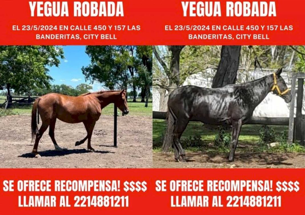 cortaron-un-alambrado-y-se-llevaron-cinco-caballos-de-polo