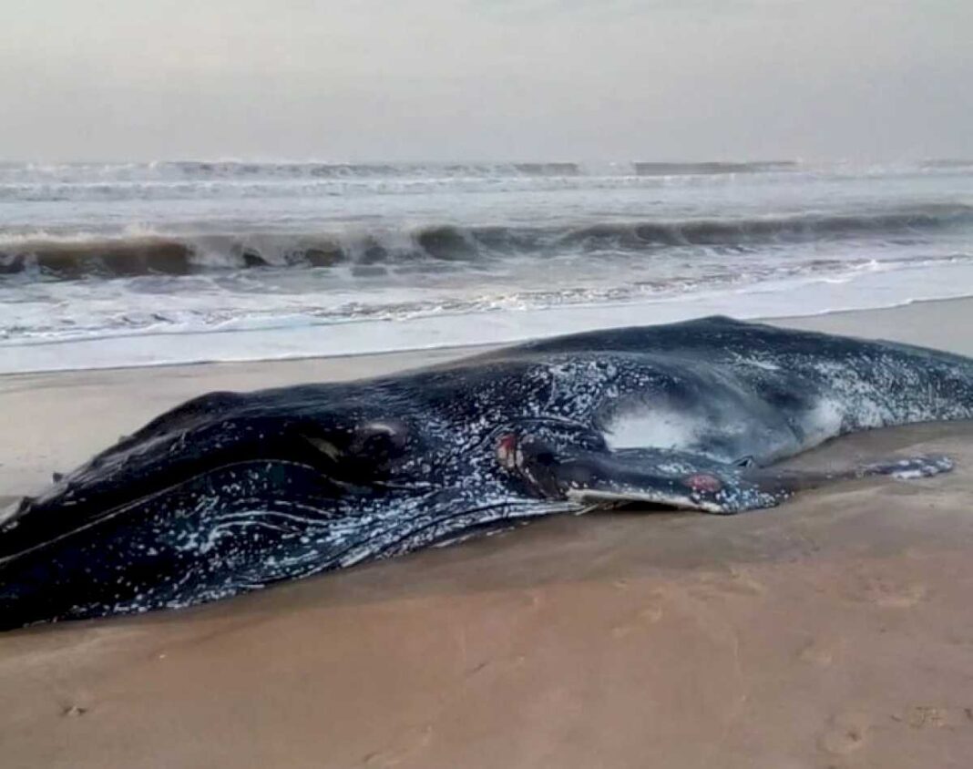 aparecio-muerta-una-ballena-jorobada-en-las-playas-de-pinamar-y-alertan-que-es-el-segundo-hallazgo-en-menos-de-una-semana