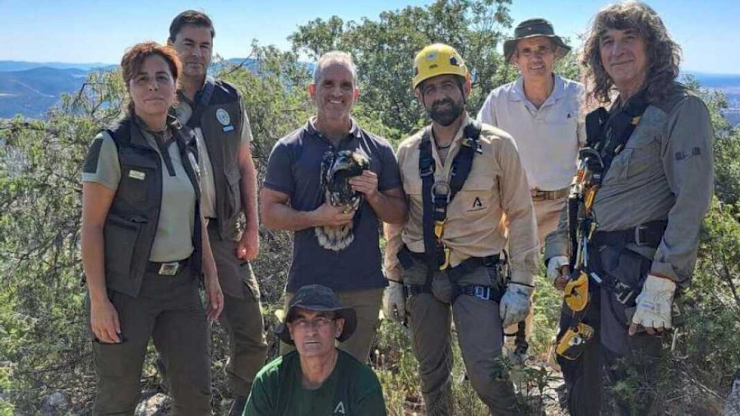 comienza-la-campana-de-anillamiento-y-marcaje-de-pollos-de-alimoche