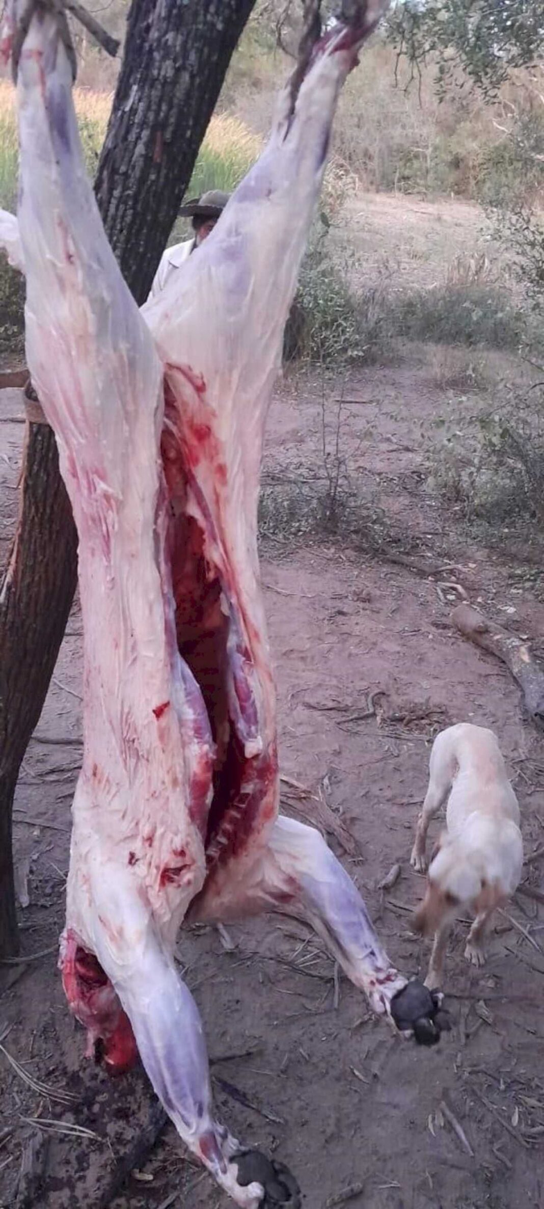 cazadores-furtivos-mataron-y-carnearon-un-yaguarete,-uno-de-los-ultimos-especimenes-en-formosa