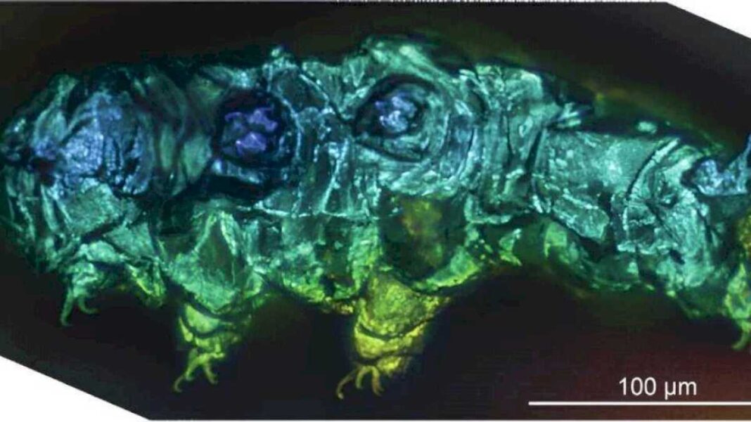 invertebrados-microscopicos-inmortales-desarrollaron-sus-superpoderes-hace-180-millones-de-anos