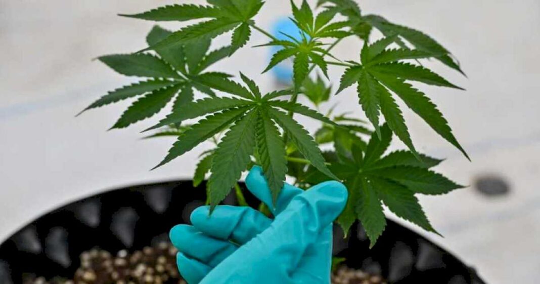 cannabis-medicinal:-el-gobierno-puso-mas-requisitos