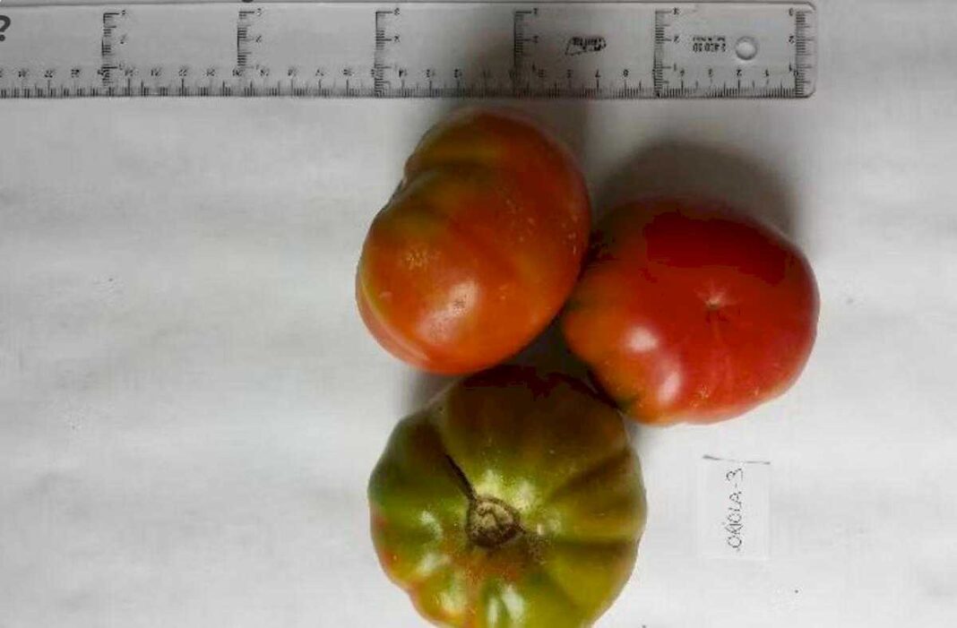 por-que-los-tomates-ya-no-saben-como-los-de-antes?