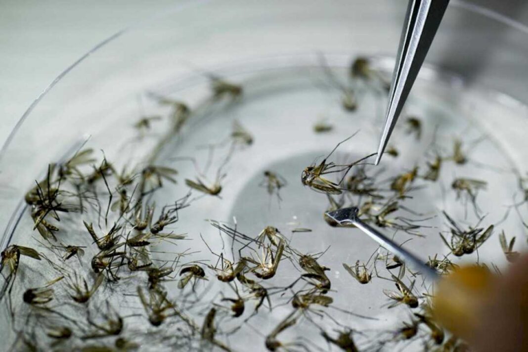 descubren-que-una-forma-de-matar-al-mosquito-del-dengue-es-100%-eficaz-y-en-argentina-no-se-usa